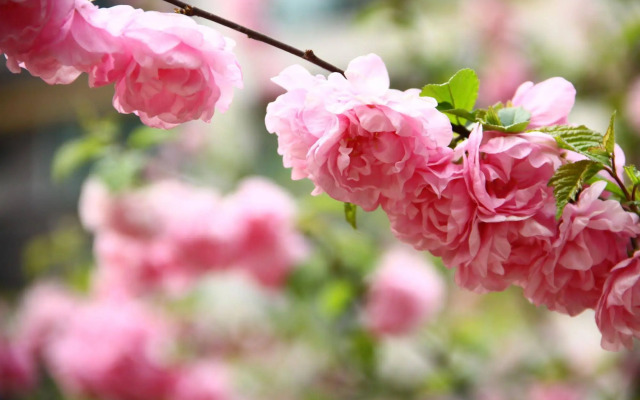 Rich & Young Seasons Park Service Apartment