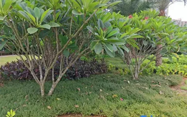 Island Guanlan Lake Homestay