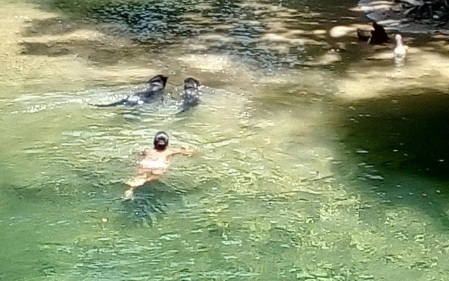 The Leatherback Lodge