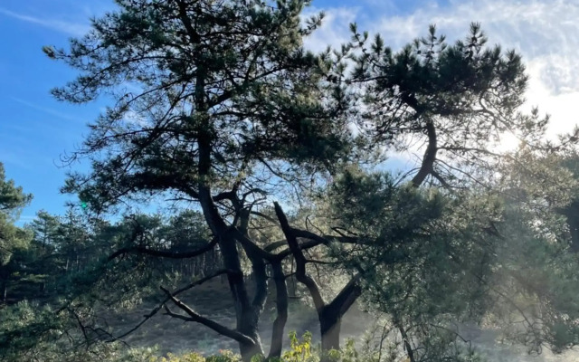 The Forester Schoorl