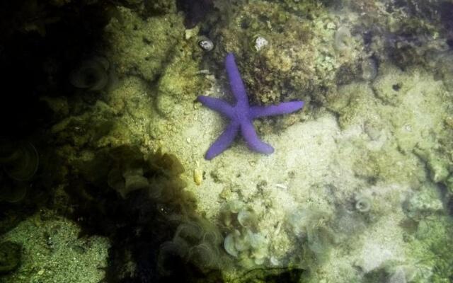 SmallFry's Beach Resort