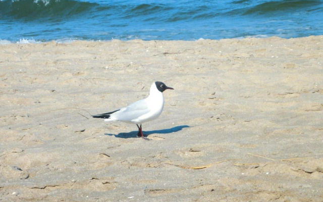 Residenz Seestern, Boltenhagen