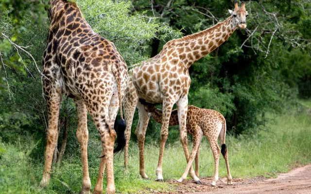 Royal Thonga Safari Lodge