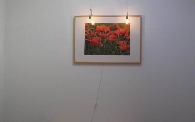Les Coquelicots