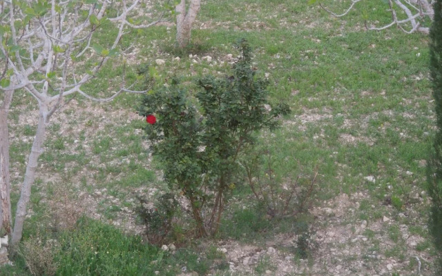 Adonis Palace rooms and Bungalows