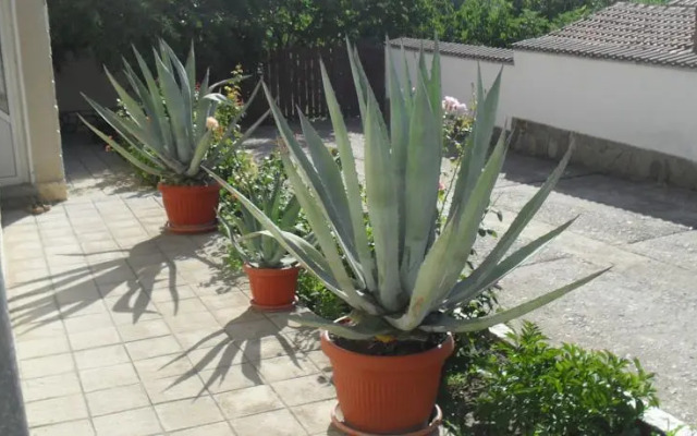 Panayotovi Guest House