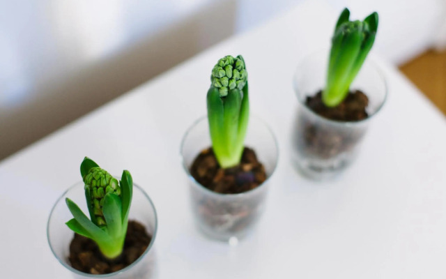 Business Apartment Deluxe