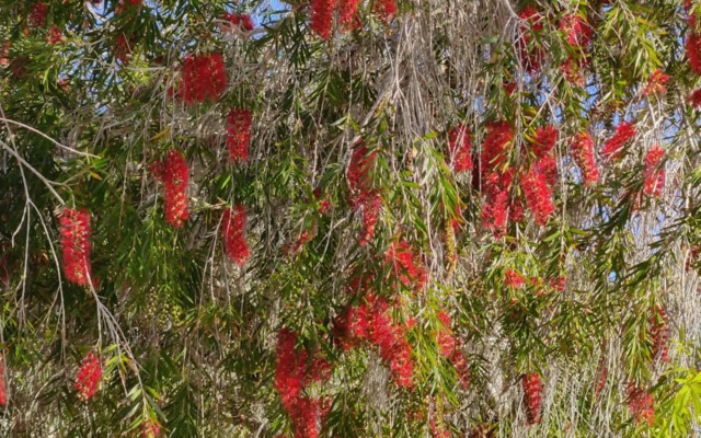 Palm garden paradise