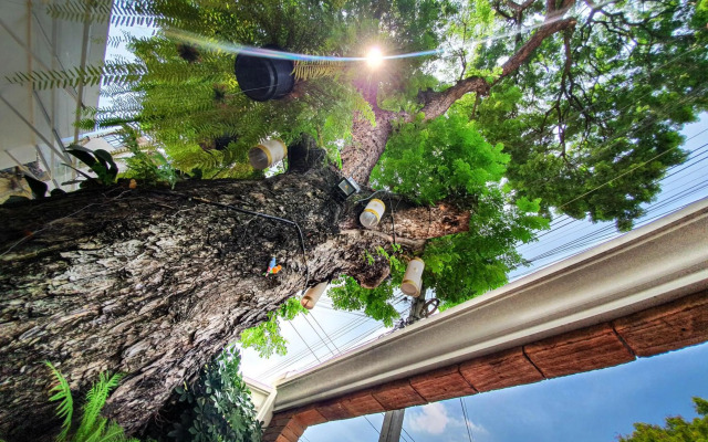Big Tree Old Town Hotel