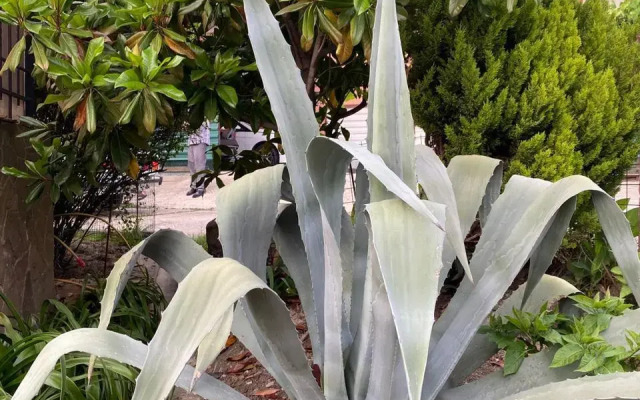 Rosa Home Loo Guest House