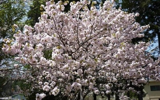 Stayful House Nakamachi