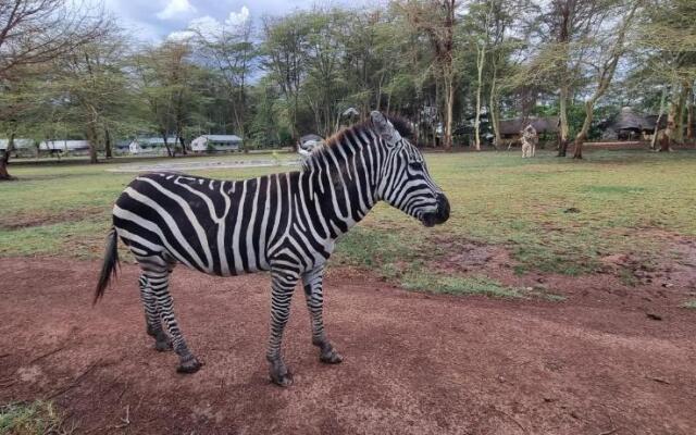 Africa Safari Lake Manyara