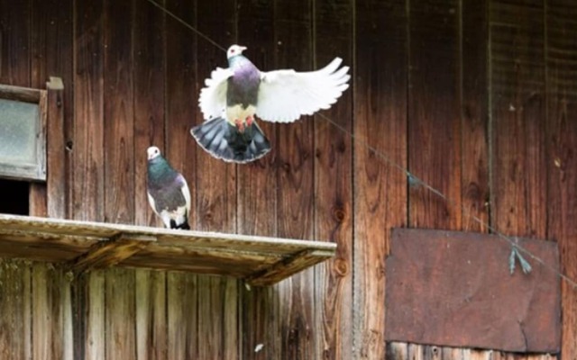 Zaißlhäusl Hof Ferienwohnungen