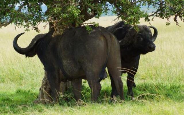 Losokwan Luxury Tented Camp - Maasai Mara