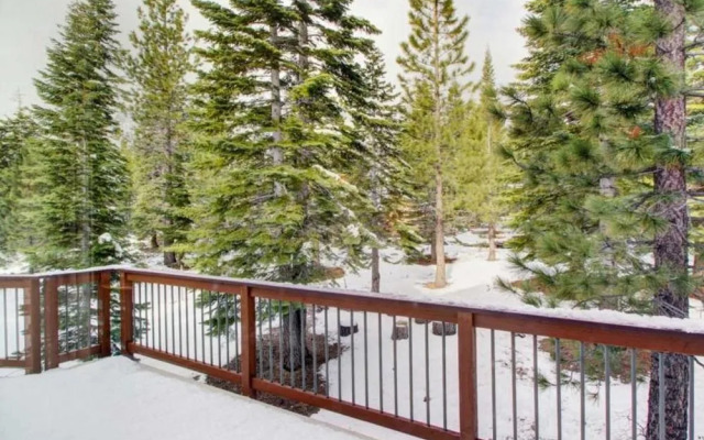 Tall Pines