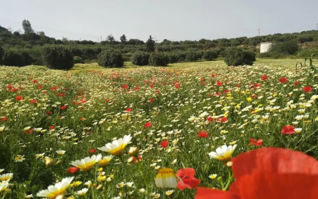 Olive Land - Γη Της Ελιας / Stone Villa.