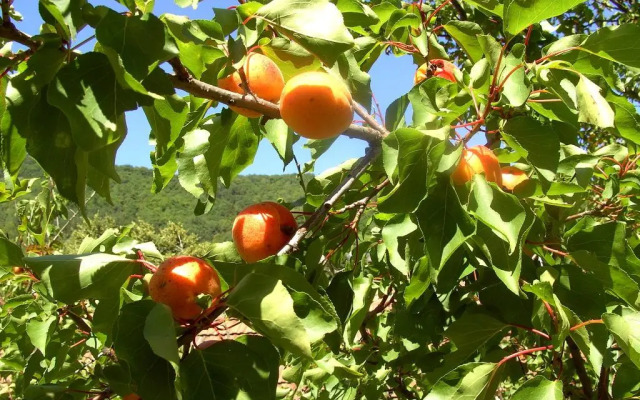 Gasthof-Pension Leopold Janu