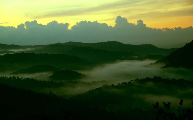 Green Trees Munnar