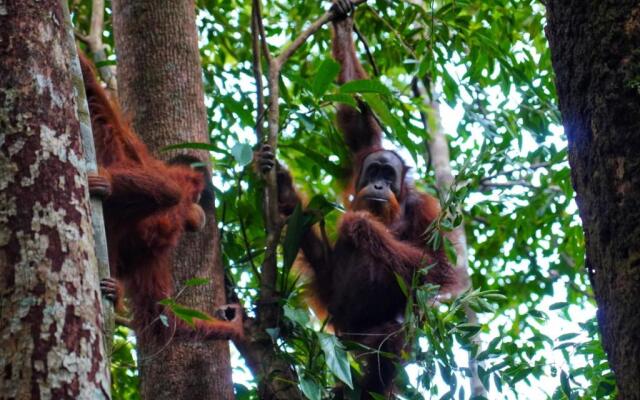 Sumatra Orangutan Discovery Villa