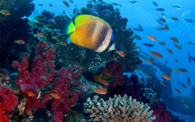 Viani Bay Resort at Dive Academy Fiji