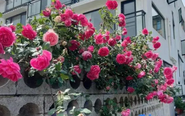 Shenbei Flower Garden Light Luxury Flower Homestay