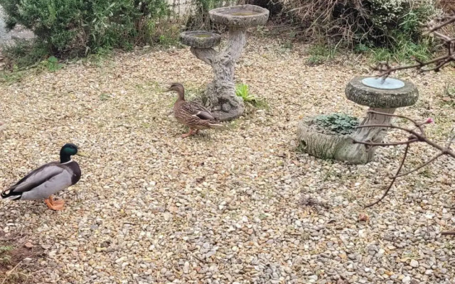 Quackers-seaside Village-pet Friendly-parking-