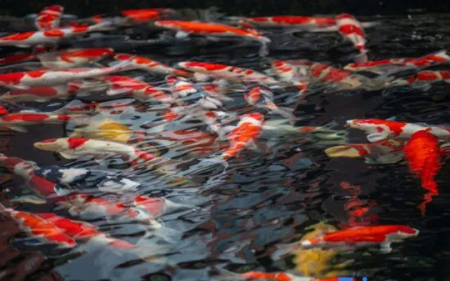 Yunshang Grassland Yinshe Courtyard Meisu