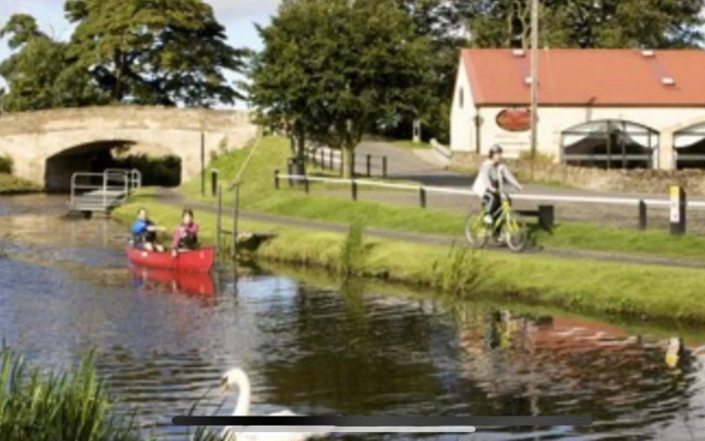 The Little Beech Tree