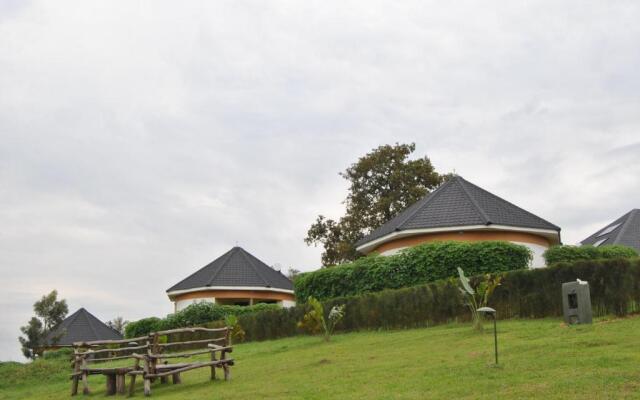 The Crested Crane Bwindi
