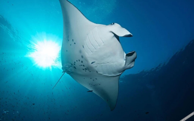 Mandhoo Guesthouse & Dive