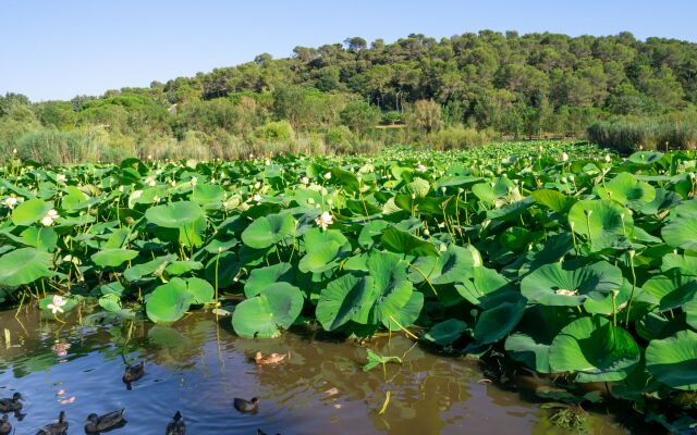 Semiramis at Villa Laurie Mougins