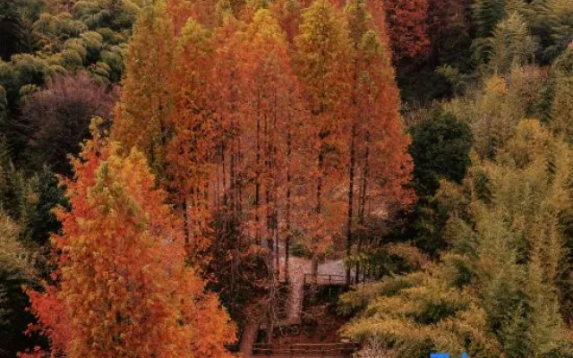 Yunqiju · Moganshan Guesthouse (Firefly Base)