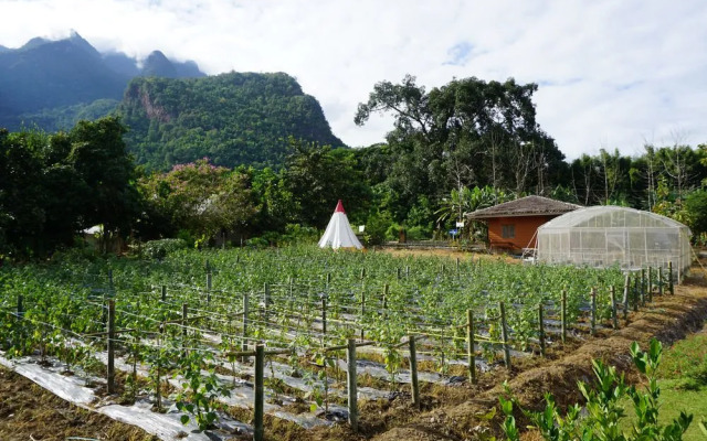 Chiang Dao Story Camp