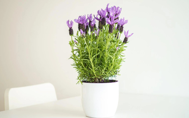 Vienna Living Apartments - Breitenseer Straße