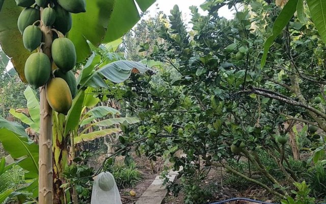 Peaceful Homestay in the Middle of Fruit Garden - Room With Four Double Beds