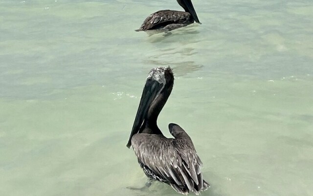 Beach Club Escape Holbox