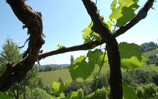 Weingut Primus - Südsteiermark