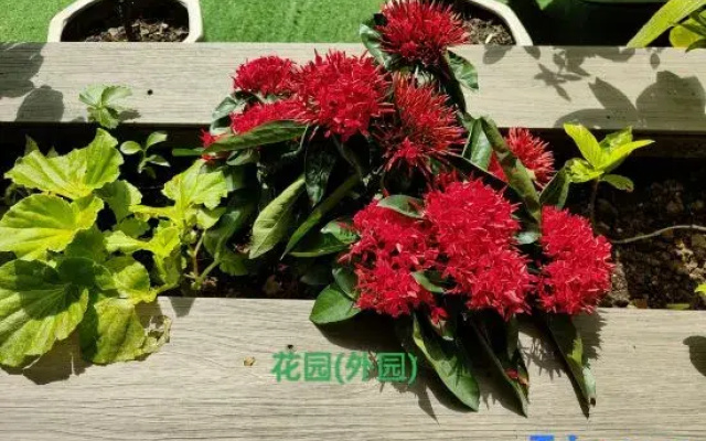 Yandangshan No.5 Meisu Homestay