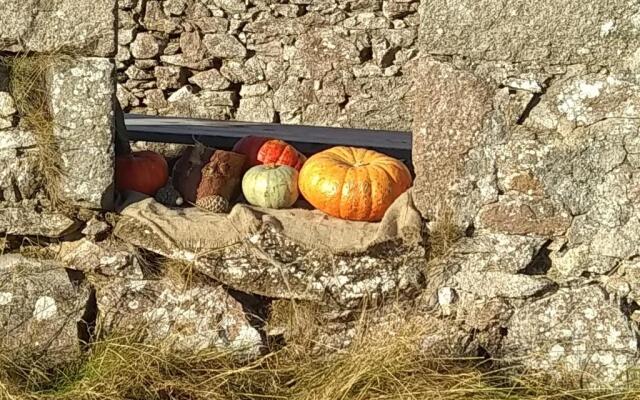 The Tall Pines Studio