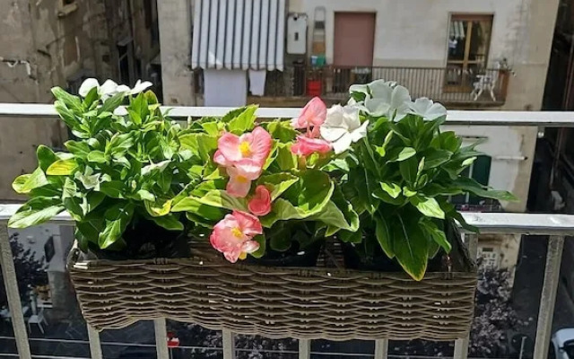 Tresette Porta Capuana