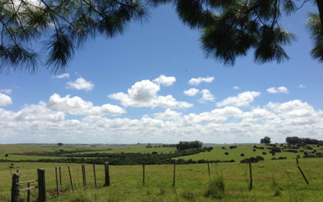 Pinos de la Quebrada