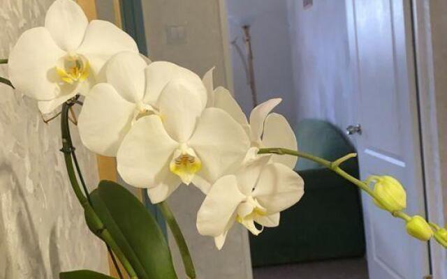 Апартаменты на улице Чехова 31