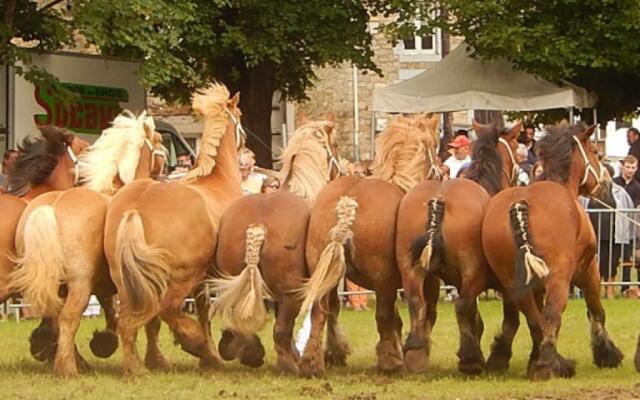 La chouette au bouleau