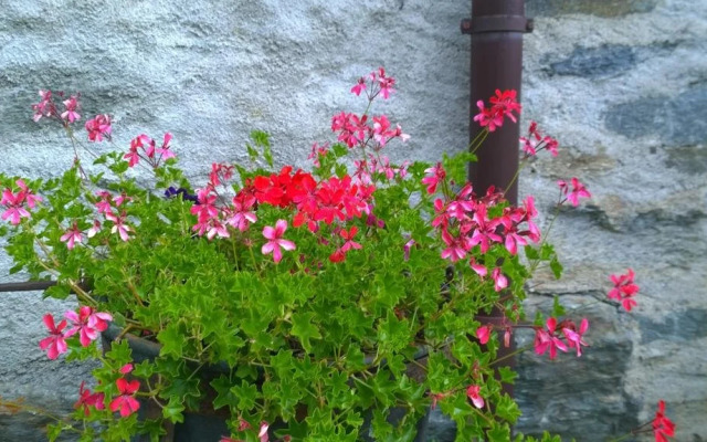 Pensione Ristorante Selva