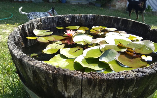 The Grape Pergola House