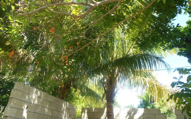 Little Jamaican Feel