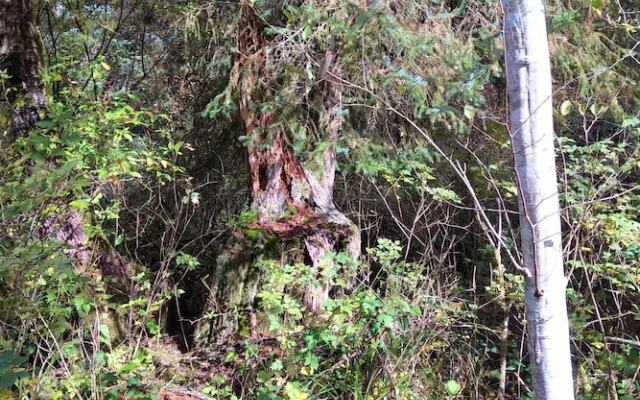 The Cabin at Moon Dance