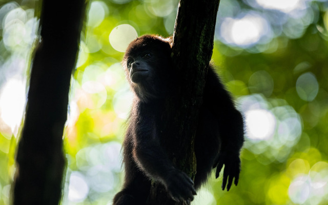 Hotel Villa Mercedes Palenque