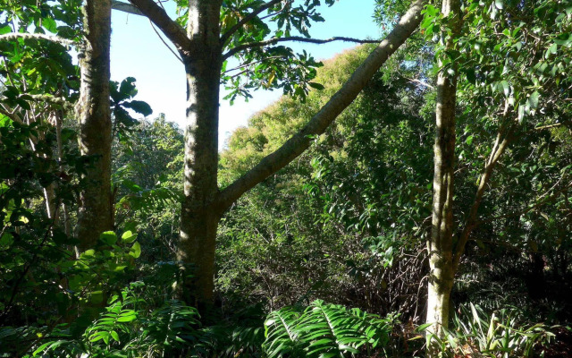 Wharepuke Subtropical Accommodation