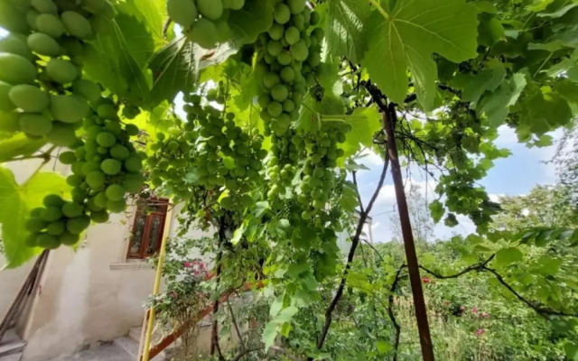 Guesthouse ''Door'' in Sighnaghi